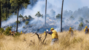 Más de 875 hectáreas afectadas por incendios forestales en Morelos esta temporada.