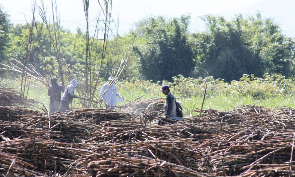 Productores de Cuautla limpian canales de riego para prepararse para la siembra de temporal.