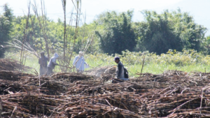 Productores de Cuautla limpian canales de riego para prepararse para la siembra de temporal.