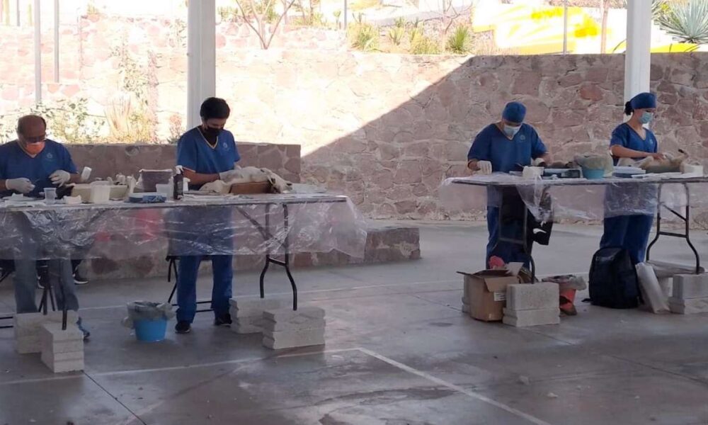 Con esterilizaciones semanales, en Ayala arriban a la cirugía mil de perros y gatos