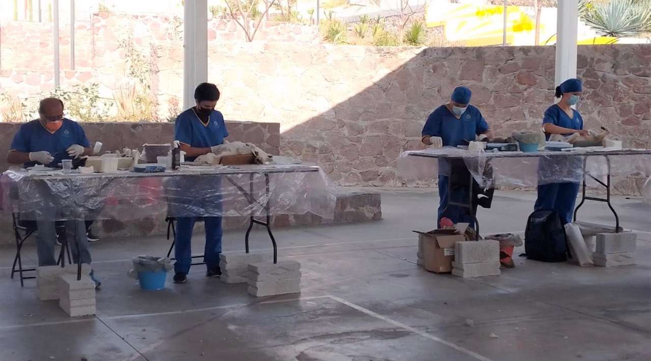 Con esterilizaciones semanales, en Ayala arriban a la cirugía mil de perros y gatos