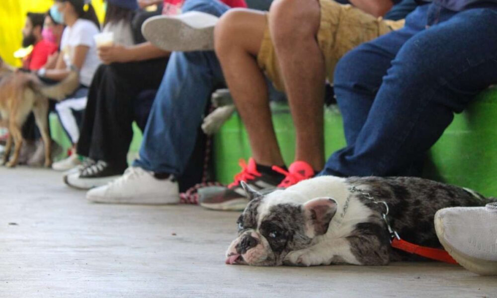 En el combate a la ansiedad y depresión, además de otros padecimientos, se obtienen buenos resultados al convivir con una mascota en casa, destaca la Dirección de Salud de Ayala