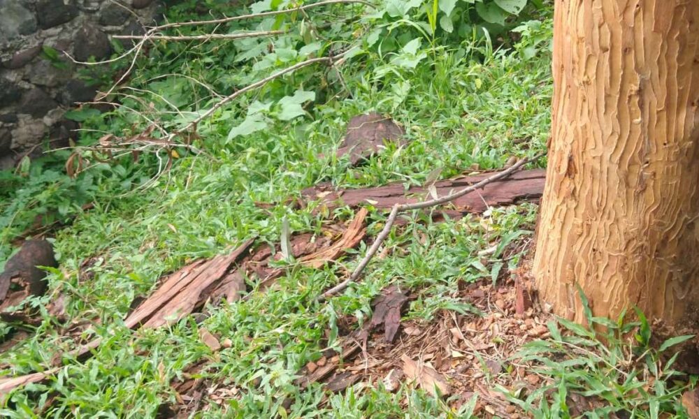 Preparan Informe para la Protección de Árboles Afectados por Plaga en Área Natural Protegida del Río Cuautla