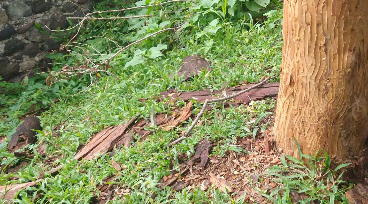 Preparan Informe para la Protección de Árboles Afectados por Plaga en Área Natural Protegida del Río Cuautla