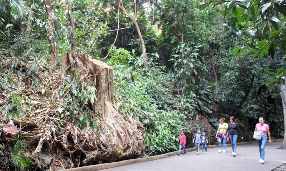 Retiran de manera preventiva vegetación arbórea del Parque Estatal Urbano Barranca Chapultepec