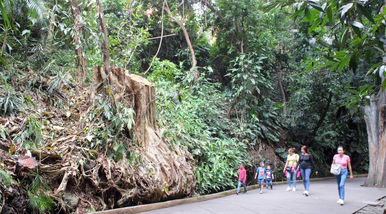 Retiran de manera preventiva vegetación arbórea del Parque Estatal Urbano Barranca Chapultepec