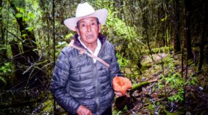 La recolección de hongos silvestres comestibles en Tetela del Volcán es una tradición ancestral, que mantiene viva su gastronomía por generaciones, junto con otras plantas que brotan en la temporada de lluvias