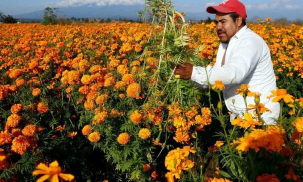 Llaman a los Morelenses a consumir producción local de Flor de Cempasúchil en la temporada de Día de Muertos