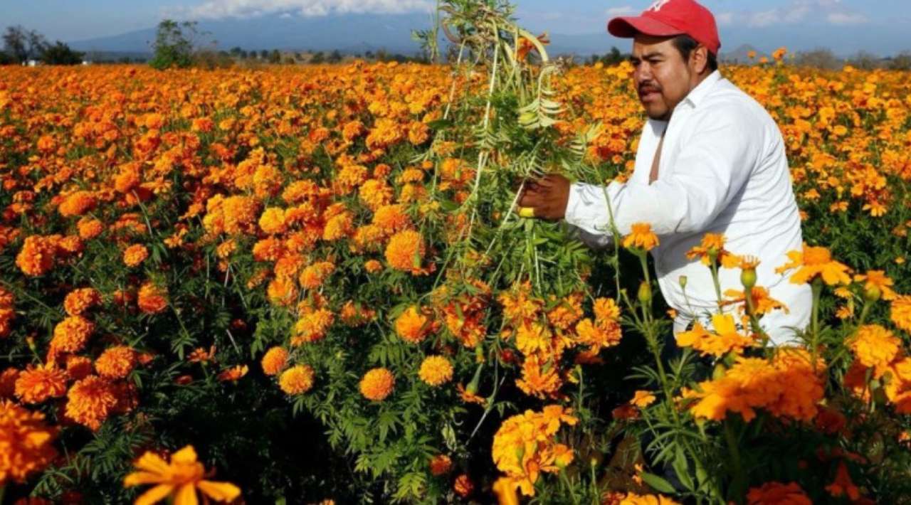 Llaman a los Morelenses a consumir producción local de Flor de Cempasúchil en la temporada de Día de Muertos