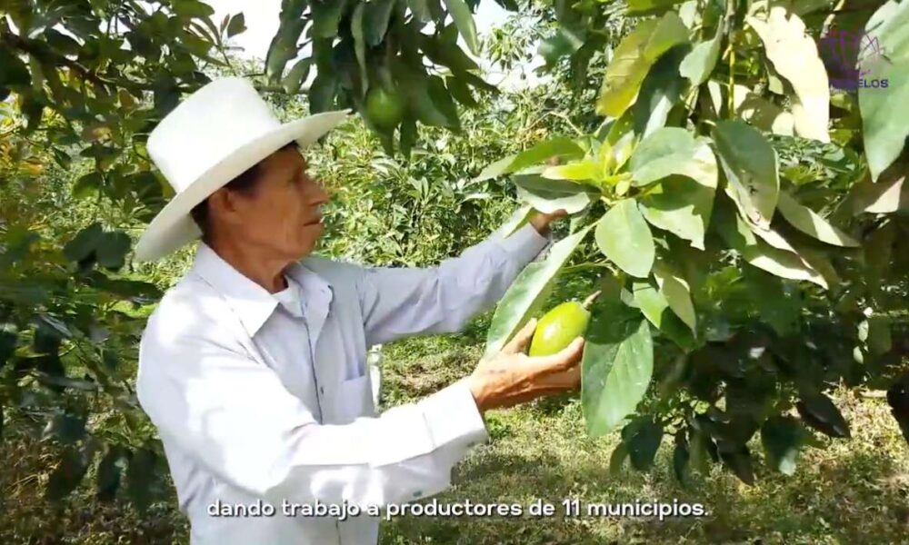 Certifican a productores de aguacate y limón de los Altos de Morelos