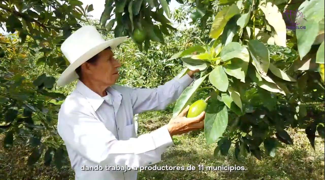 Certifican a productores de aguacate y limón de los Altos de Morelos