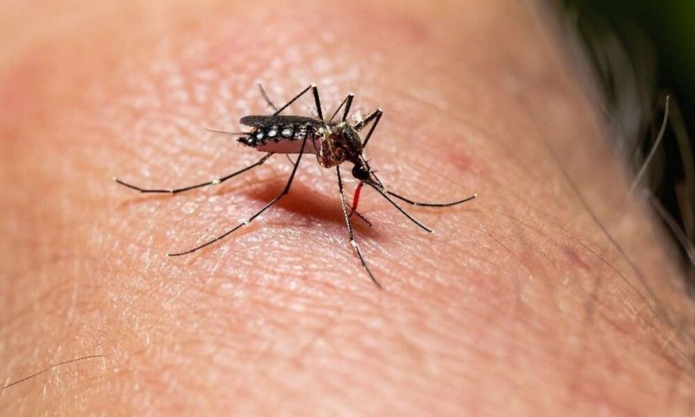 Alerta de Dengue en Morelos: Lluvias pueden provocar un Repunte de Casos, advierte la Secretaría de Salud