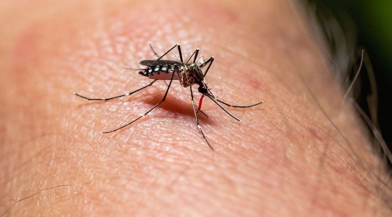 Alerta de Dengue en Morelos: Lluvias pueden provocar un Repunte de Casos, advierte la Secretaría de Salud