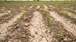 Productores Agrícolas del Sur Poniente de Morelos se reúnen para abordar los desafíos de la sequía