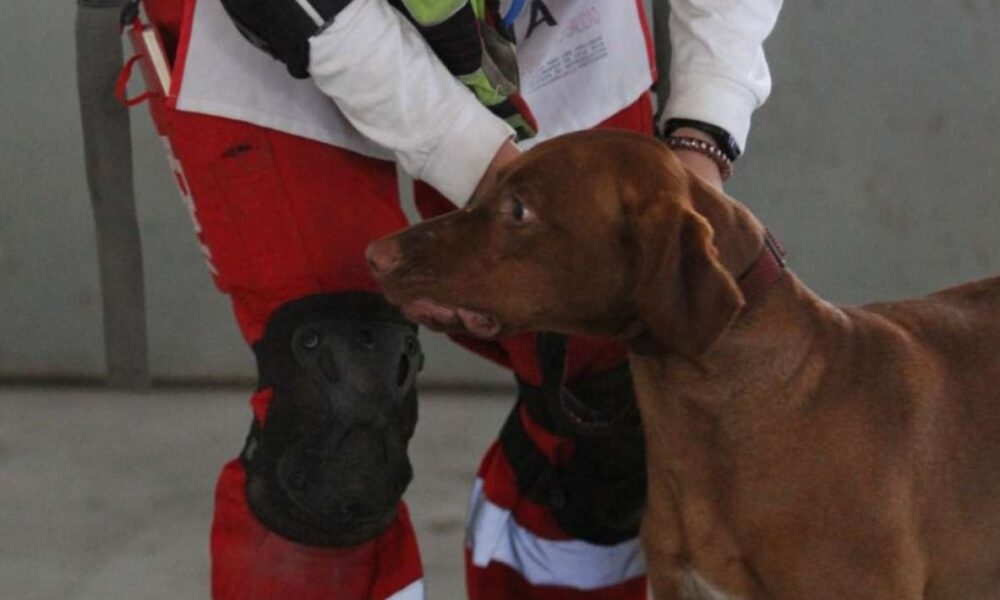 La Cruz Roja Mexicana Delegación Morelos fortalece su centro de entrenamiento de Binomios Caninos para operaciones de rescate