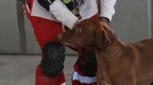 La Cruz Roja Mexicana Delegación Morelos fortalece su centro de entrenamiento de Binomios Caninos para operaciones de rescate