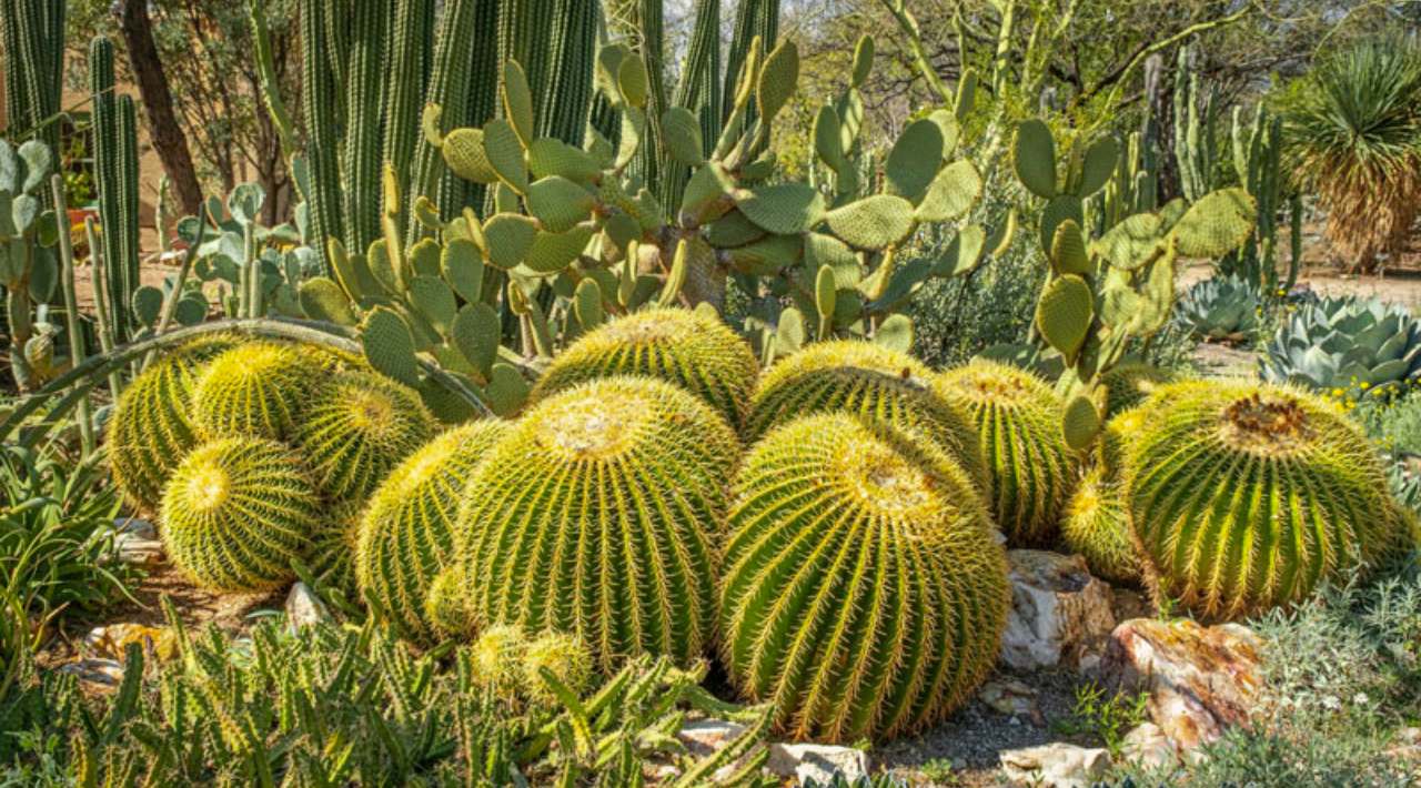 Participa la SEDAGRO en la Primera Expo Cactáceas 2023, que busca elevar la competitividad del sector florícola, así como fortalecer las capacidades de producción