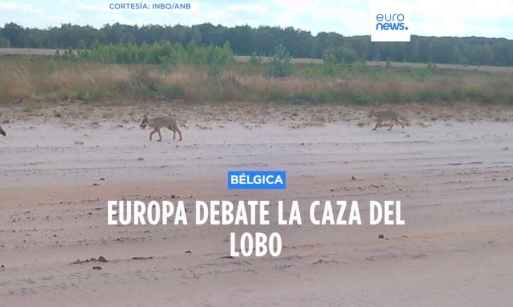 El aumento de lobos provoca reacciones encontradas en Europa