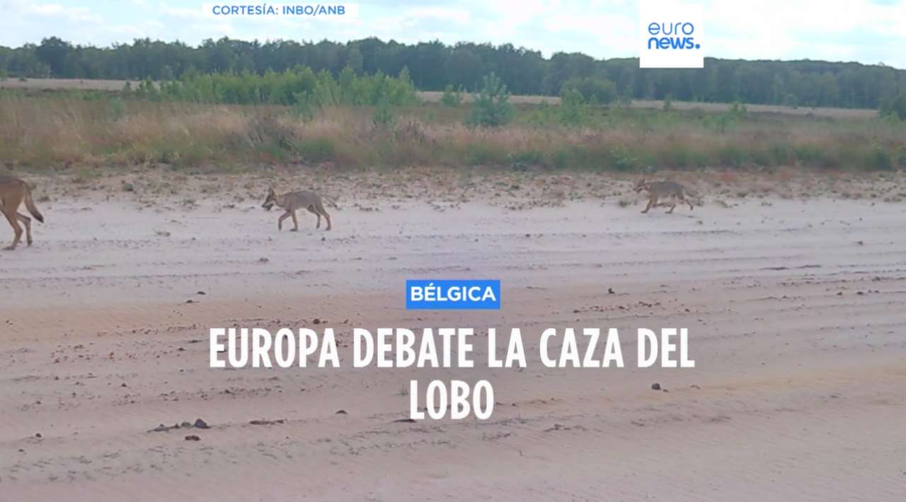 El aumento de lobos provoca reacciones encontradas en Europa