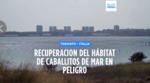 Supervivencia de los caballitos de mar en peligro