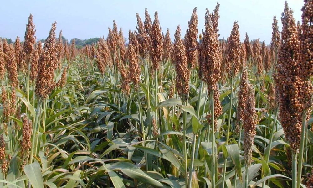 Escasez de Lluvias Reduce Producción de Sorgo y Maíz en Cuautla