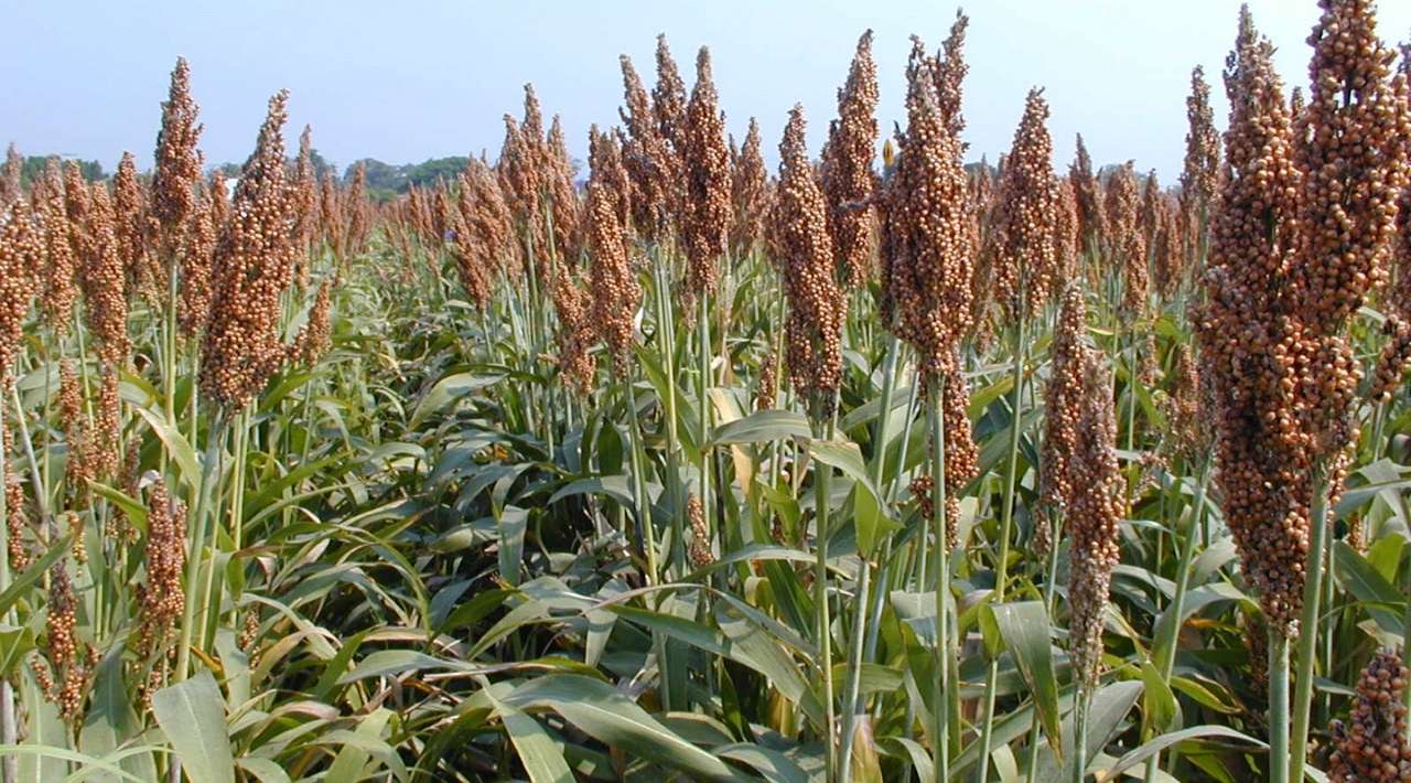 Escasez de Lluvias Reduce Producción de Sorgo y Maíz en Cuautla