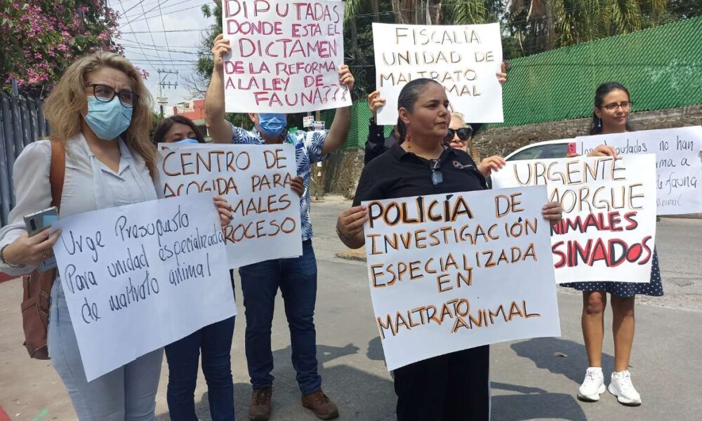 Aumentan Denuncias de Maltrato Animal en Morelos en 2023, pero Persisten Desafíos Legislativos y de Recursos