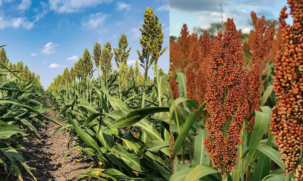 Al inicio de la trilla de sorgo en Cuautla, ejidatarios ven disminución de un 60% en la productividad del grano, debido a la escasa lluvia en el temporal