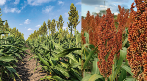 Al inicio de la trilla de sorgo en Cuautla, ejidatarios ven disminución de un 60% en la productividad del grano, debido a la escasa lluvia en el temporal