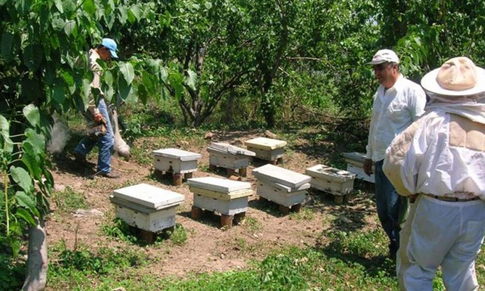 Impacto del Cambio Climático: Sequías y calor afectan producción de miel en Morelos