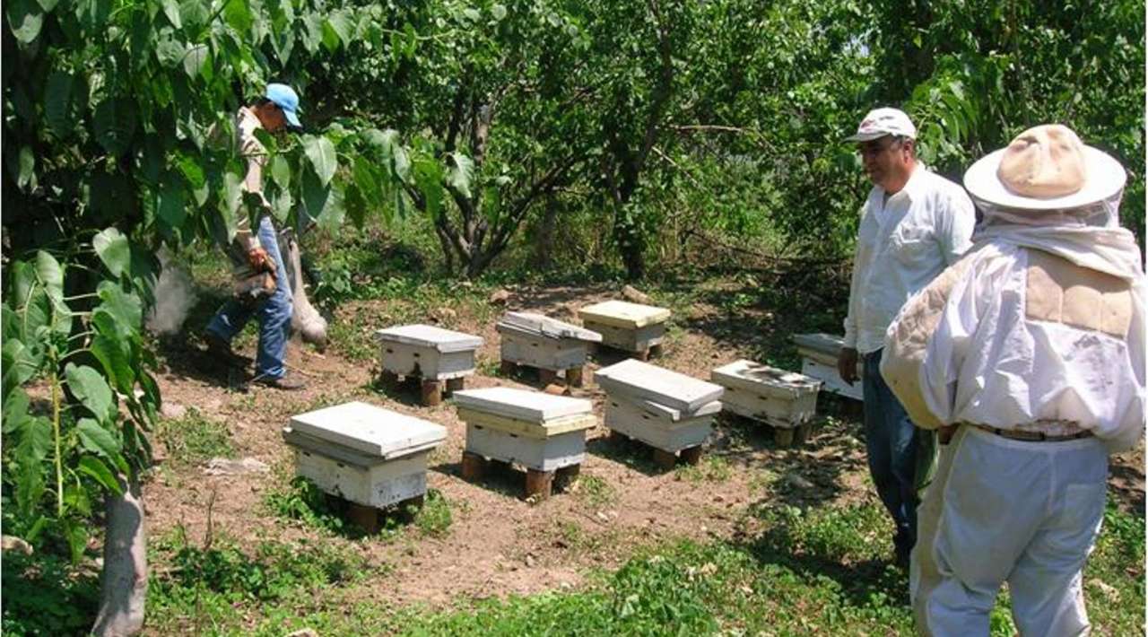 Impacto del Cambio Climático: Sequías y calor afectan producción de miel en Morelos