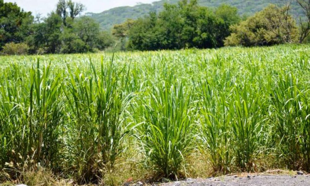 Término del ciclo agrícola en Morelos por lluvias atípicas