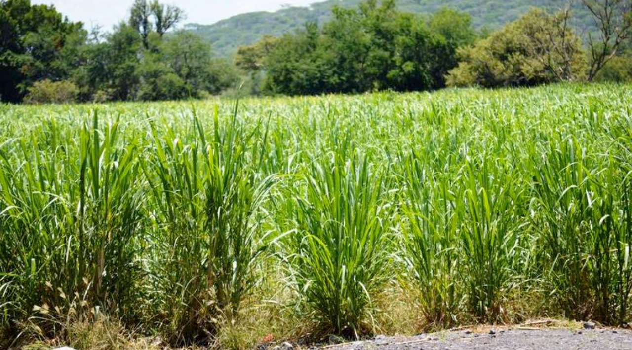 Término del ciclo agrícola en Morelos por lluvias atípicas