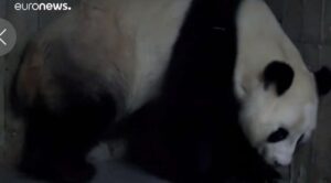 El continente americano se podría quedar sin pandas