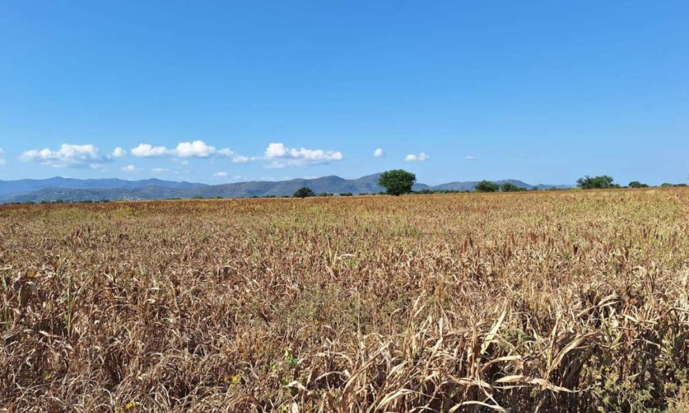 Central Campesina exhorta a INIFAP: Predicción temprana de lluvias cruciales para cultivos de maíz y sorgo en Morelos