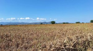 Central Campesina exhorta a INIFAP: Predicción temprana de lluvias cruciales para cultivos de maíz y sorgo en Morelos