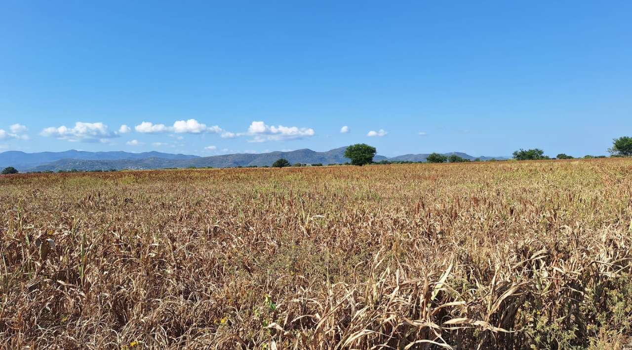 Central Campesina exhorta a INIFAP: Predicción temprana de lluvias cruciales para cultivos de maíz y sorgo en Morelos