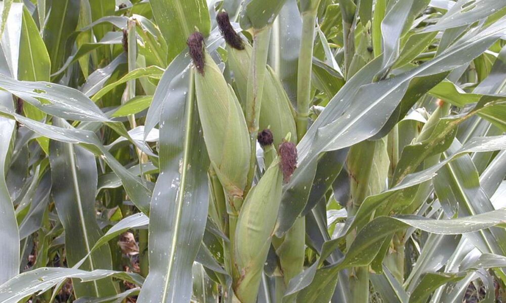 Producción para el Bienestar: Transformando la Agricultura y Preservando el entorno natural en México