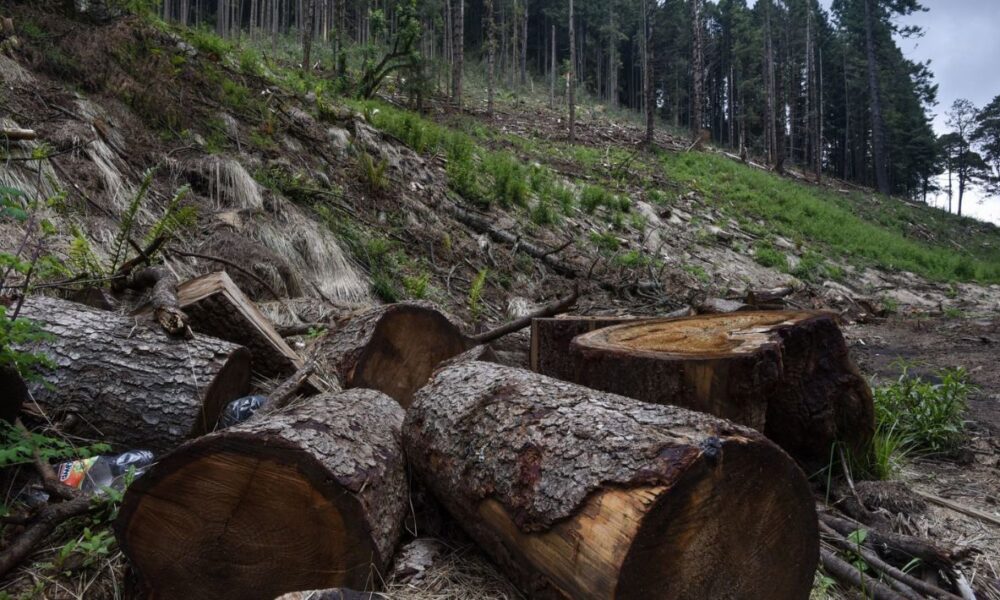 Proyecto de Protección: Creación de Fondo para Combatir Tala Clandestina en Bosques de Morelos