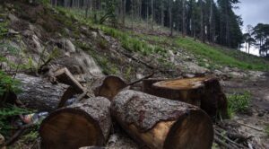 Proyecto de Protección: Creación de Fondo para Combatir Tala Clandestina en Bosques de Morelos