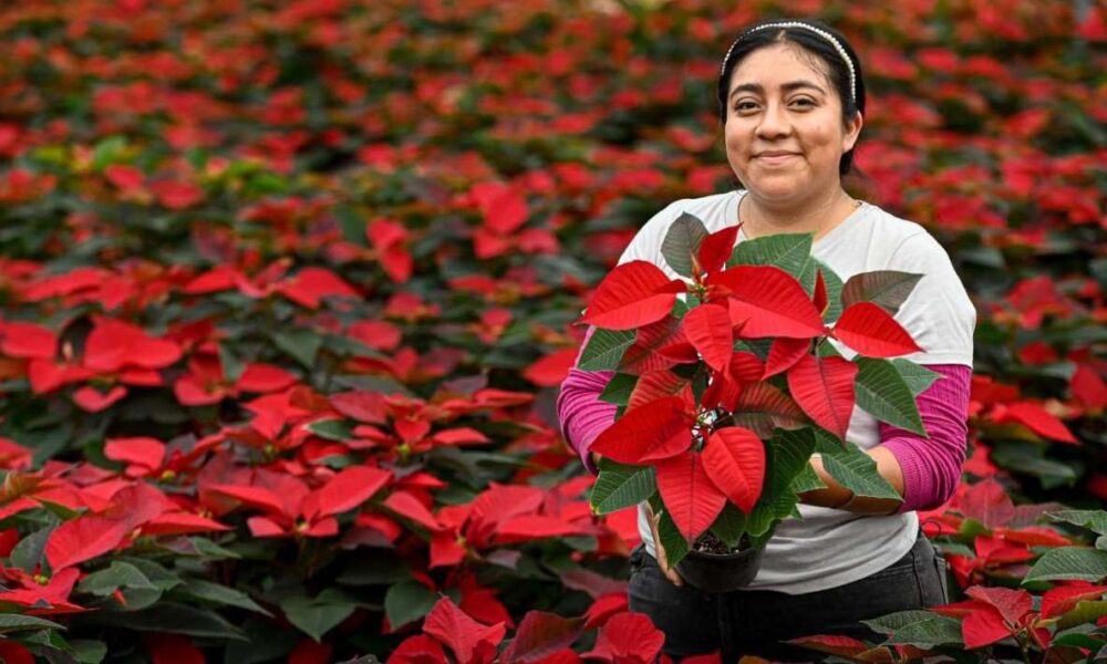 La Secretaría de Desarrollo Agropecuario invita a adquirir Flor de Nochebuena en mercados y viveros