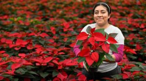 La Secretaría de Desarrollo Agropecuario invita a adquirir Flor de Nochebuena en mercados y viveros