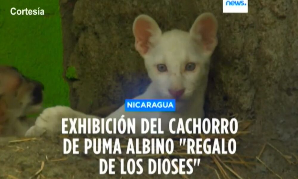 Presentan a un Puma Albino en un Zoológico De Nicaragua