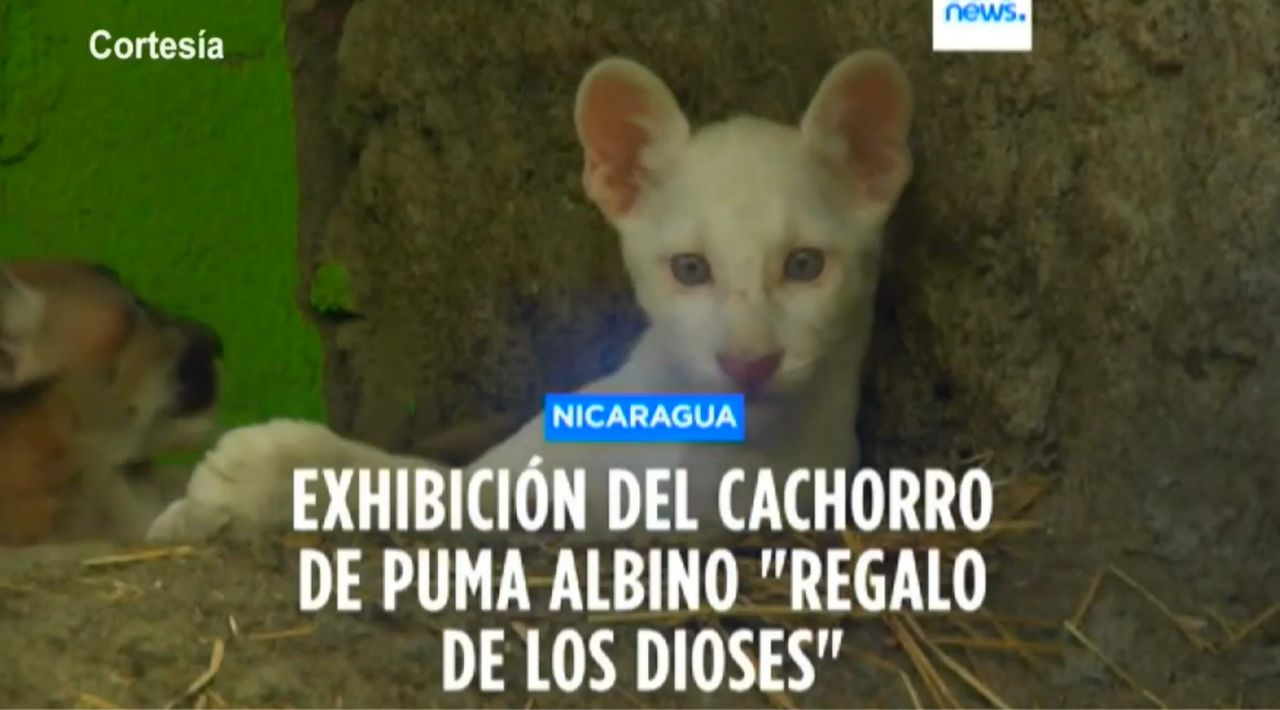 Presentan a un Puma Albino en un Zoológico De Nicaragua