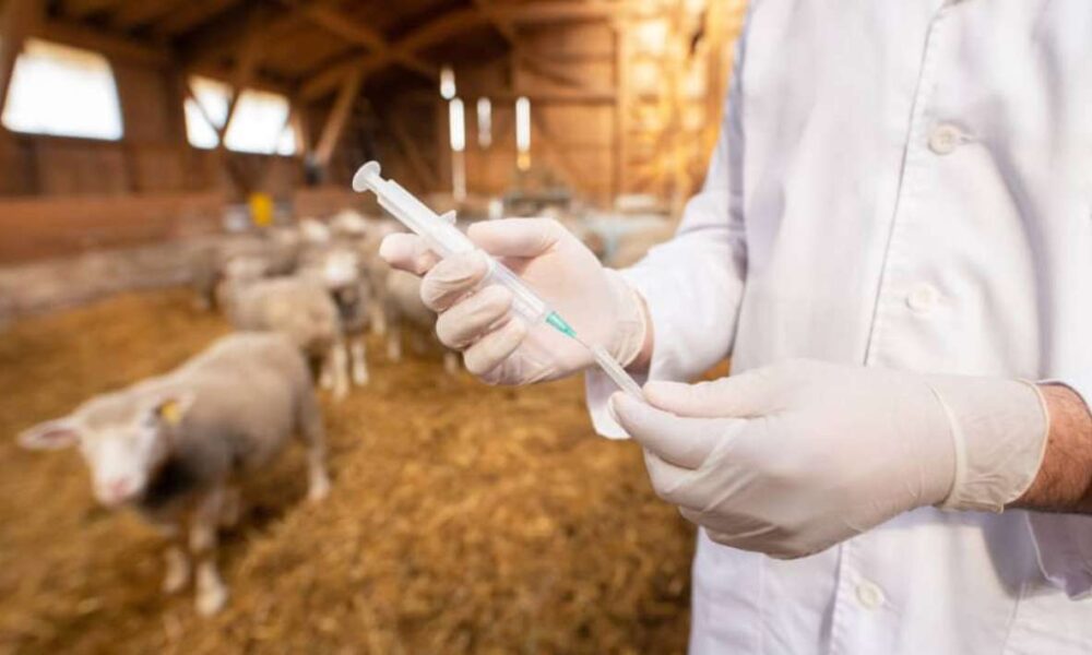 Temixco refuerza sanidad animal: 55% del ganado goza de Hato Libre y programas gratuitos contra Brucelosis y Tuberculosis