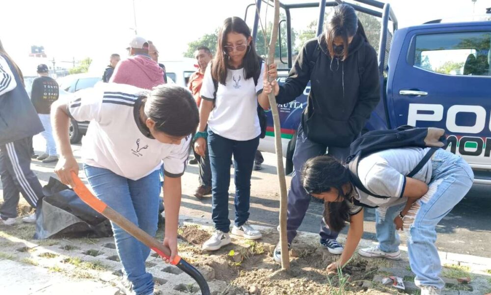 Cuautla embellece la México-Oaxaca: Reforestación con Guayacán Rosa Enano en segunda etapa