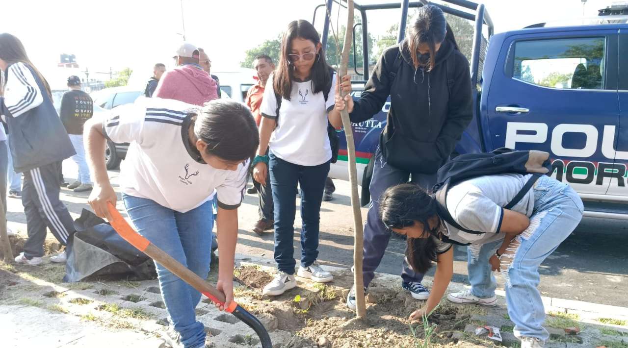 Cuautla embellece la México-Oaxaca: Reforestación con Guayacán Rosa Enano en segunda etapa