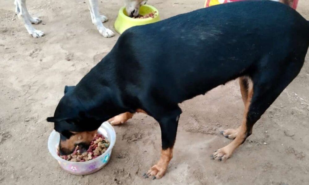 Jornada solidaria en Cuautla: ‘Amigos de los Perros Morelos’ recolecta alimento para mascotas damnificadas por Huracán Otis