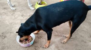 Jornada solidaria en Cuautla: ‘Amigos de los Perros Morelos’ recolecta alimento para mascotas damnificadas por Huracán Otis