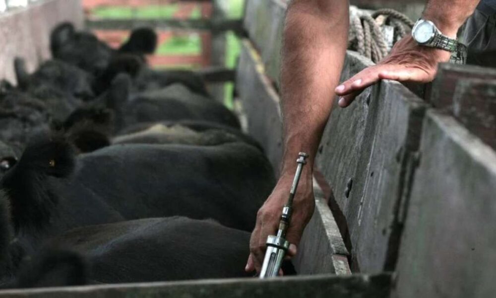 Temixco Avanza: Sanidad ganadera y garantía de productos libres de enfermedades